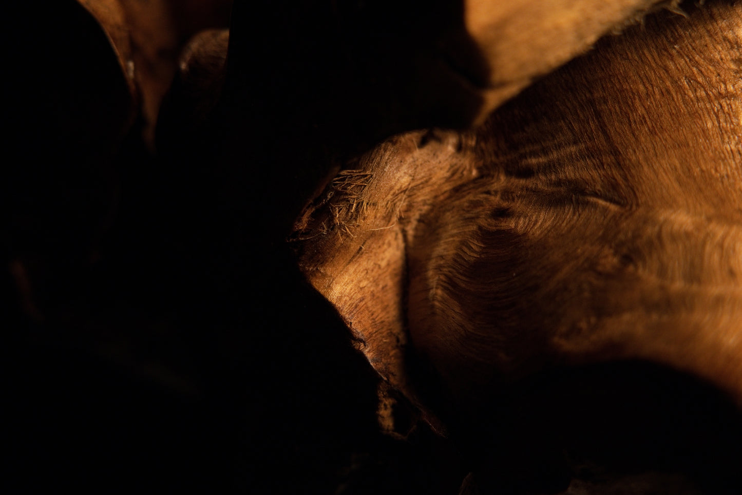 Final macro photograph capturing warm golden wood tones and smooth polished organic textures on the root sculpture.