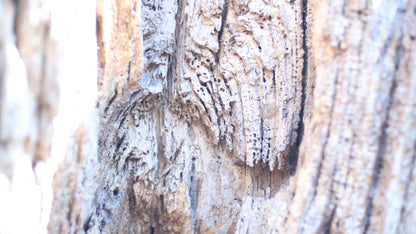 Sculpting and 3d art in woodworking  |  Stop the cracking.