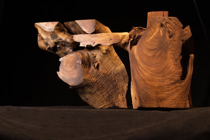 Frontal view of the split oak root sculpture showing dual connected wooden sections positioned horizontally against a stark black studio backdrop.