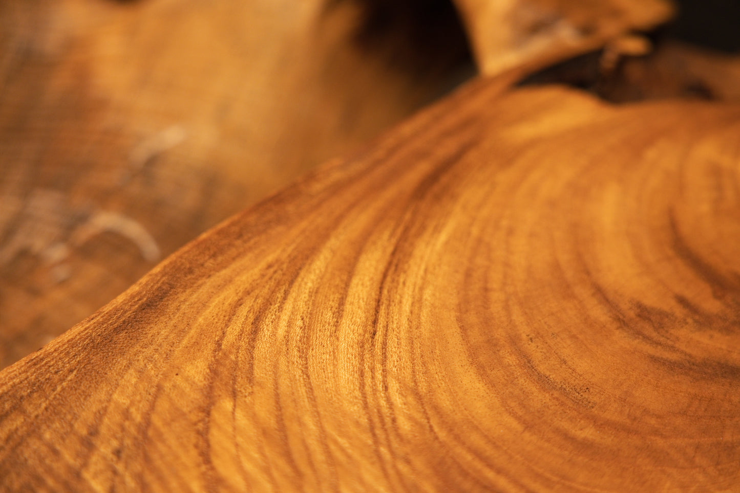 Close-up macro of flowing golden-brown wood grain patterns sweeping smoothly across the curved organic contours of the oak root.