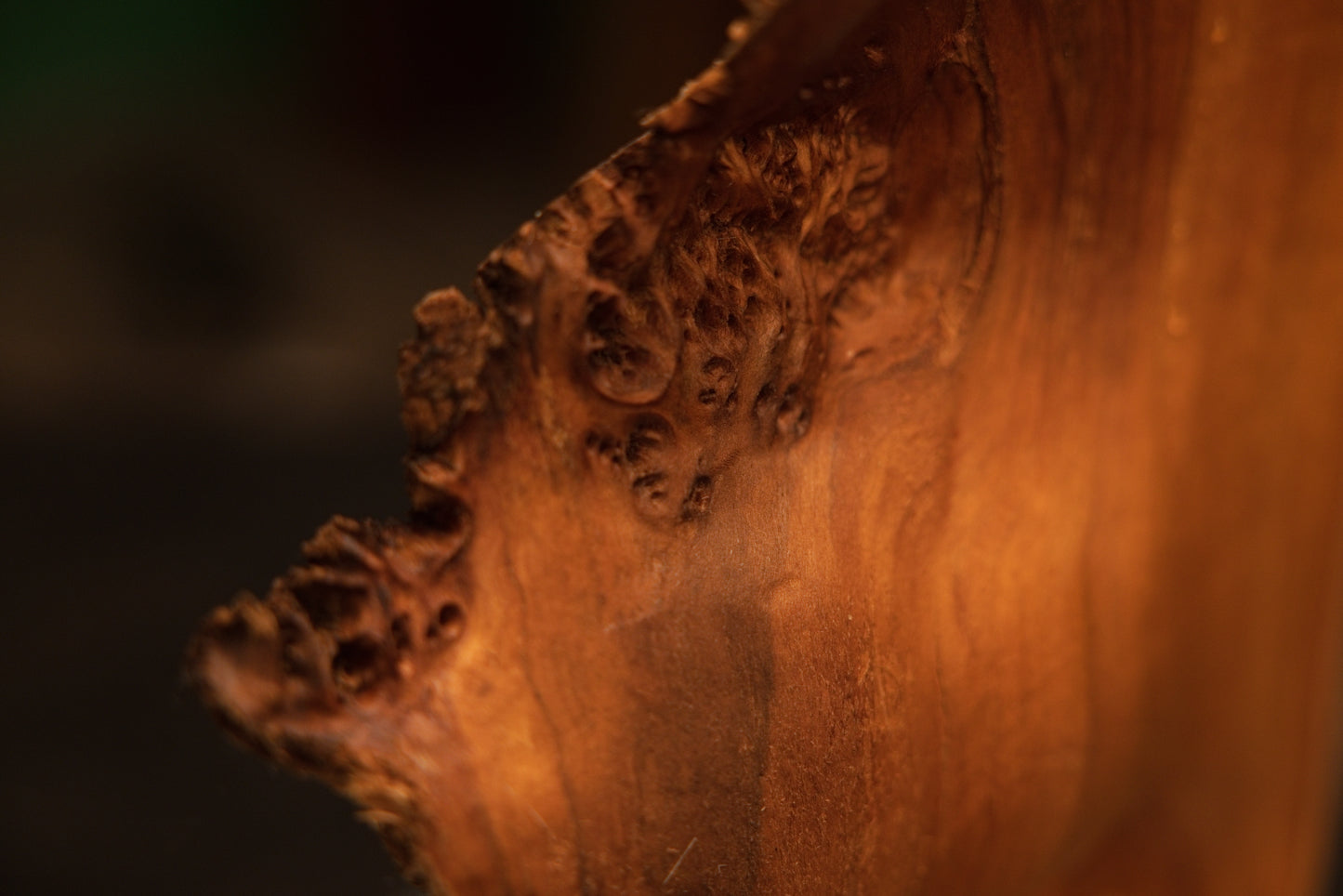 Angled macro of a rare botanical anomaly on a relic-grade wood edge showcasing highly textured organic and biological geometry. 