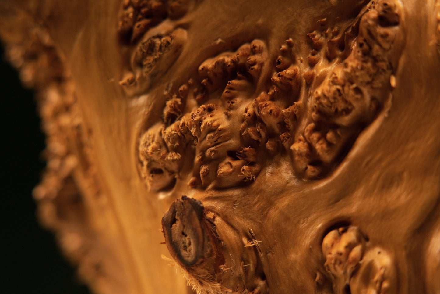 Detailed close-up macro view of a circular timber cross-section displaying fine concentric growth rings and radial checking.   