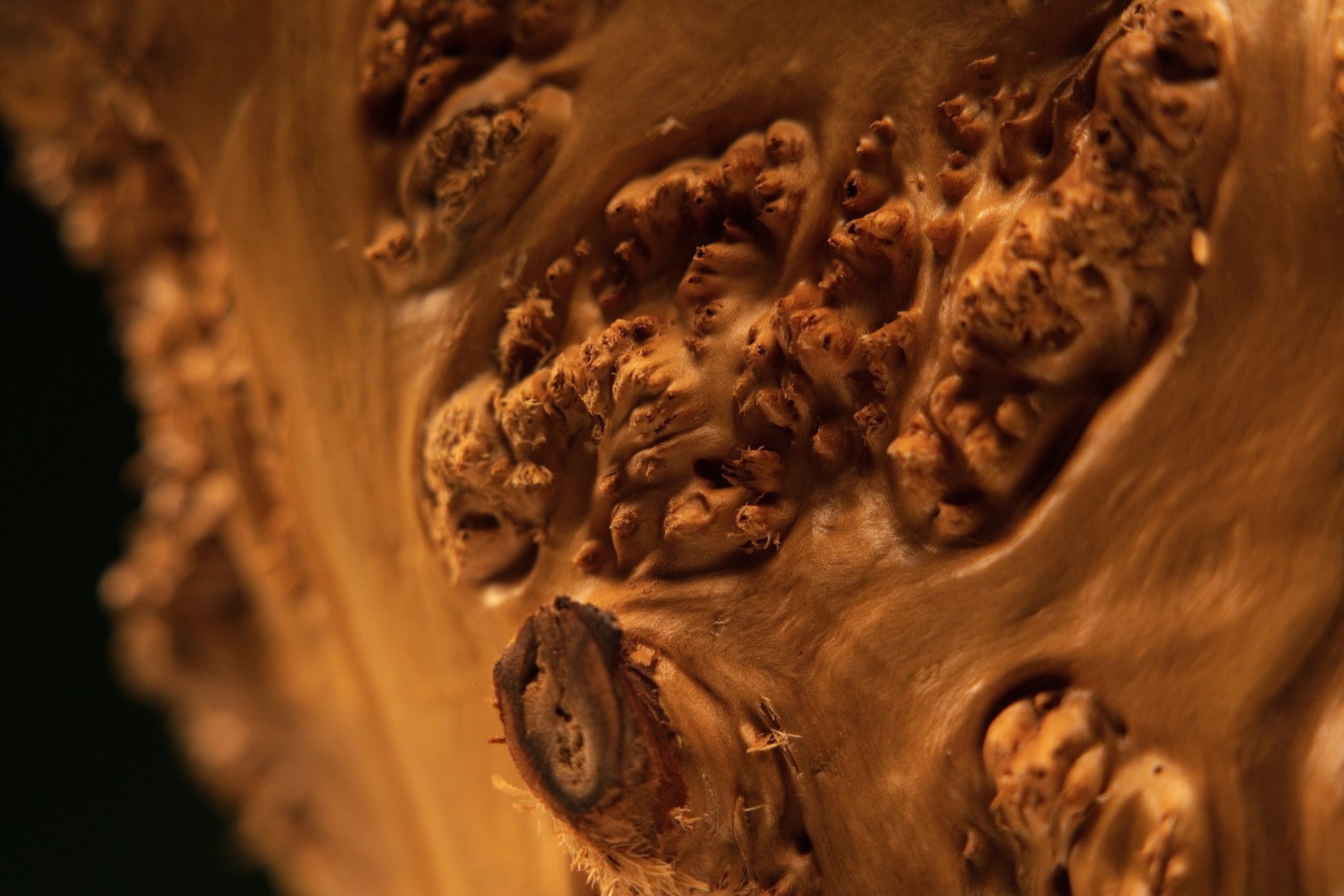 Detailed close-up macro view of a circular timber cross-section displaying fine concentric growth rings and radial checking.   