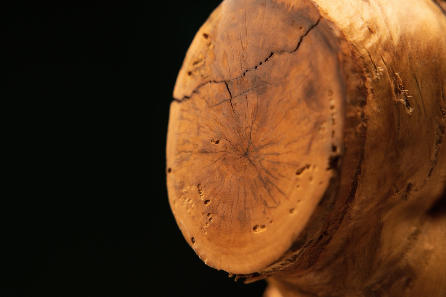 Detailed macro wedge-shaped cross-section view highlighting natural wood grain patterns transitioning into a rough burl edge.   