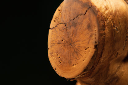 Detailed macro wedge-shaped cross-section view highlighting natural wood grain patterns transitioning into a rough burl edge.   