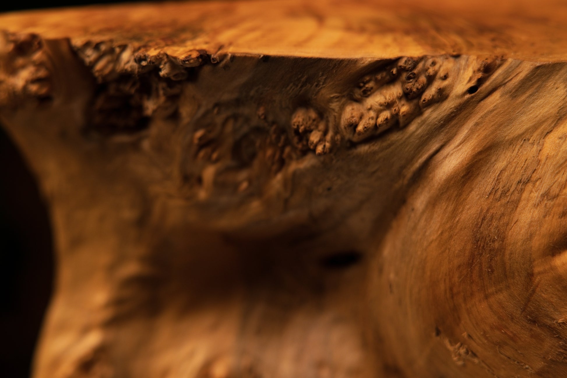 Detailed close-up macro photograph shot of a flat wooden surface displaying multiple distinct amber burl clusters and dark knots.   