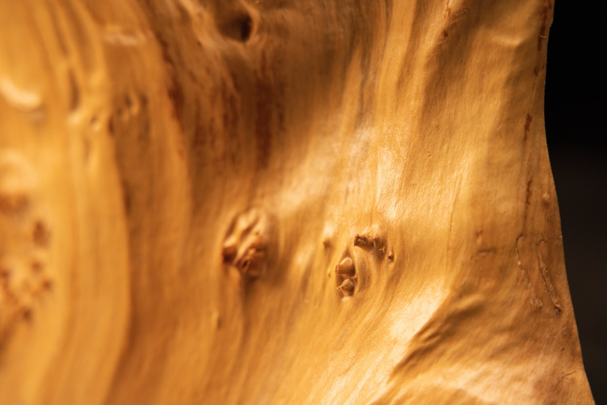 Angled rear perspective view of the architectural burl wood sculpture highlighting smooth golden surfaces and natural contours.   