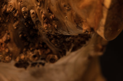 Detailed macro photograph highlighting textured burl clusters positioned directly above smooth flowing grain on the sculpture.   