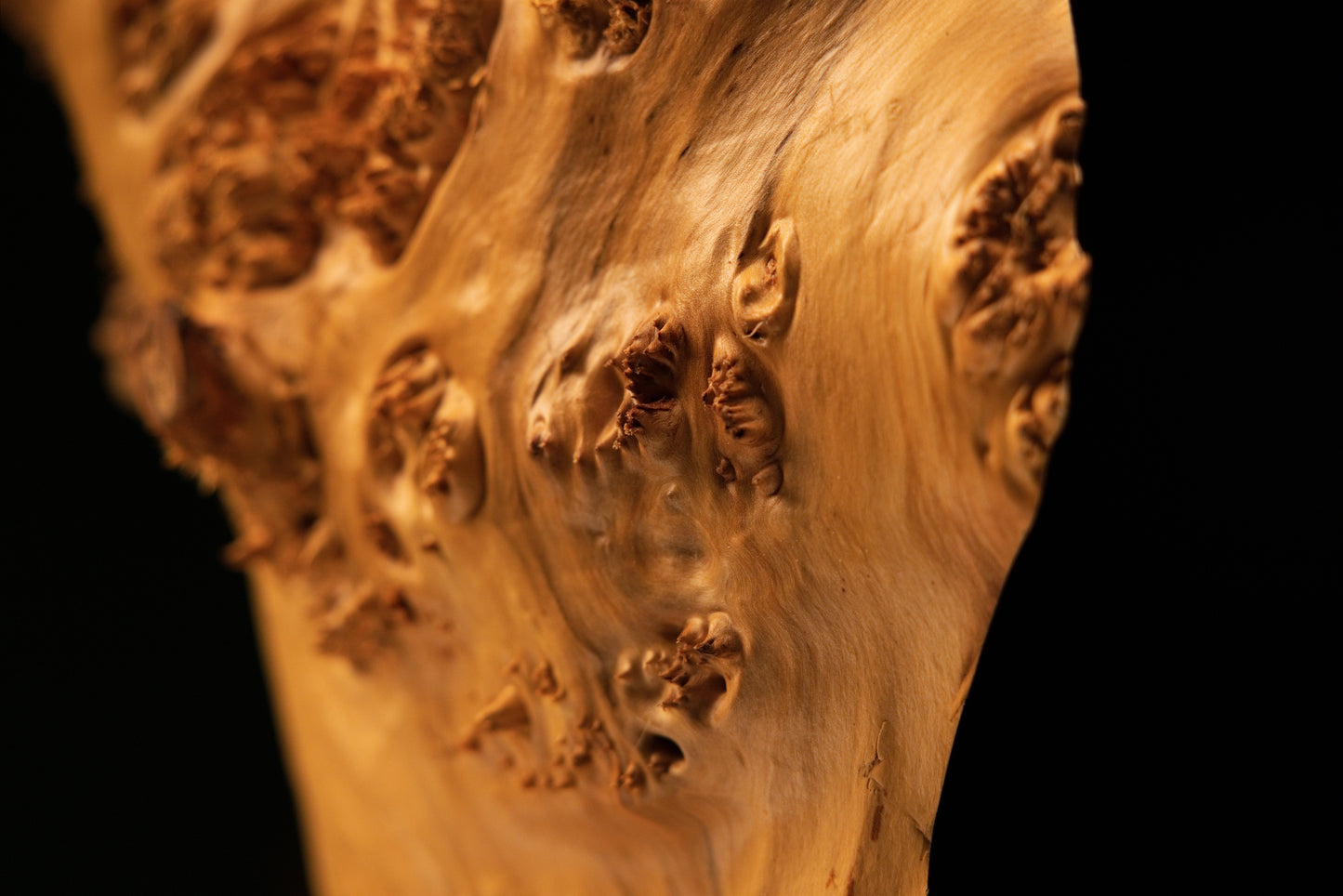 Detailed macro photograph shot peering into a dark shadowed recess beneath the complex organic formations of the wooden burl.   