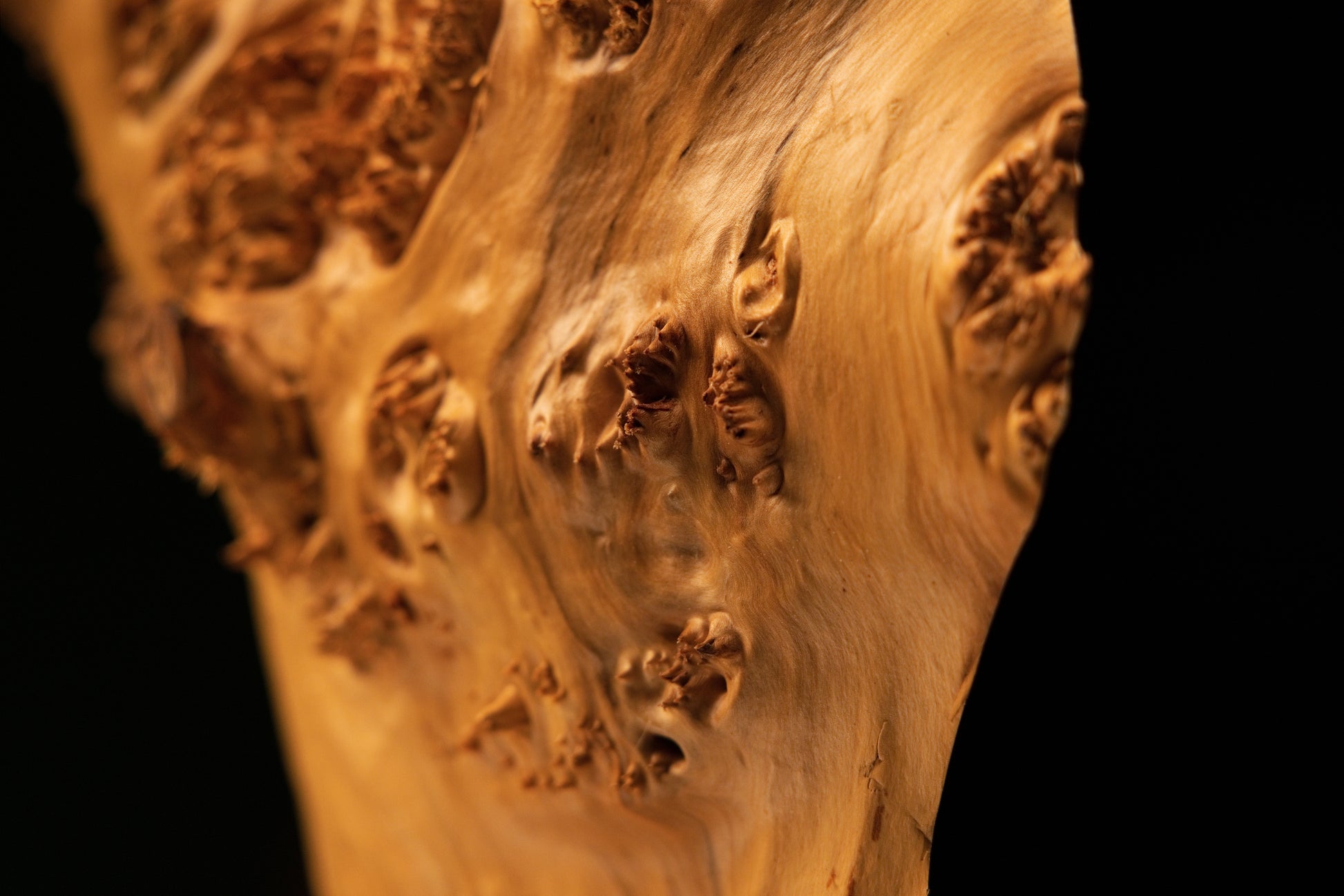 Detailed macro photograph shot peering into a dark shadowed recess beneath the complex organic formations of the wooden burl.   