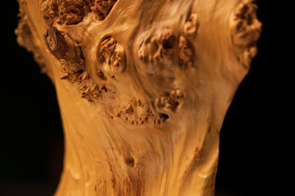 Detailed macro perspective view focusing on the flat cut end of a protruding woody branch embedded within the organic burl.   