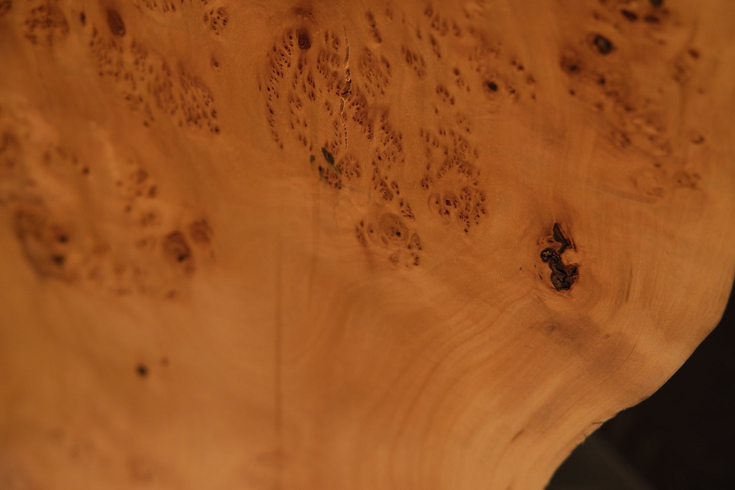 Detailed angled photo view of a polished wood cross-section displaying stunning chatoyant figure and warm golden-brown hues.   