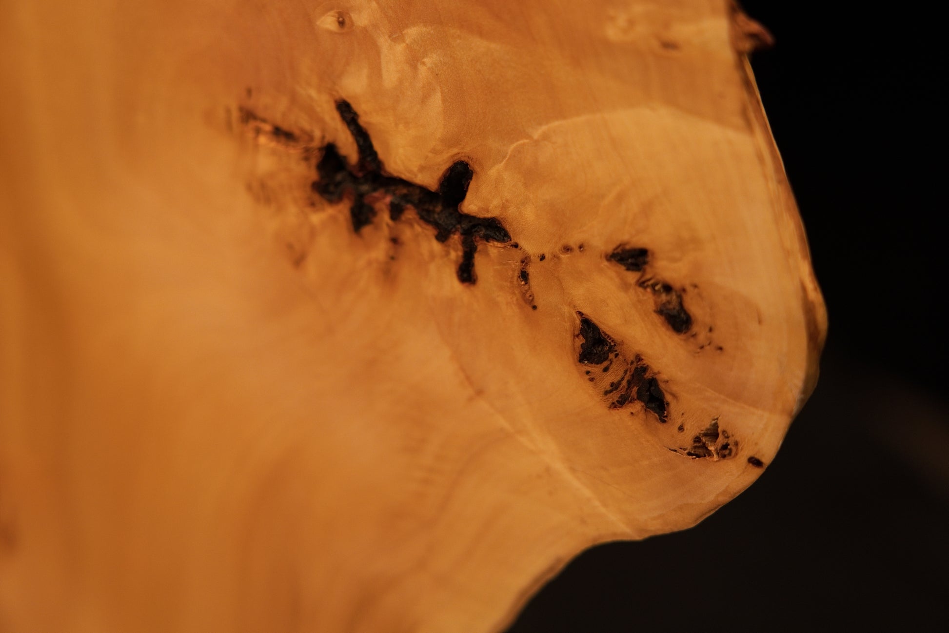Angled macro perspective across a heavily textured burl surface demonstrating absolute dimensional stability for interior spaces.   