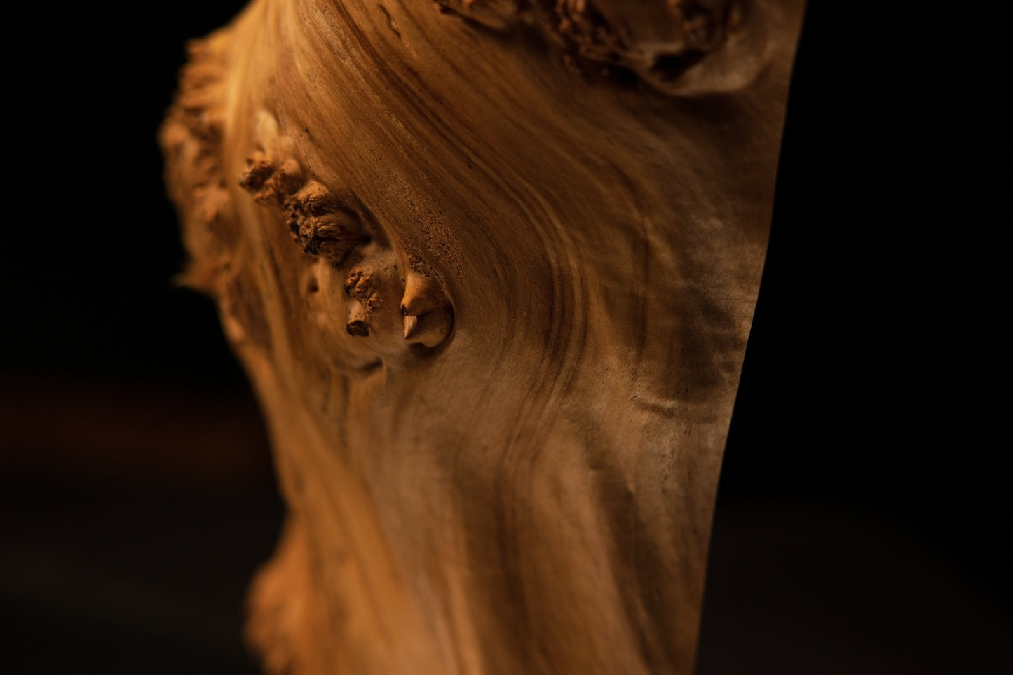 Close focus on a heavily textured burl cluster near the base of a completely resin-free and fully stabilized botanical wood element.   