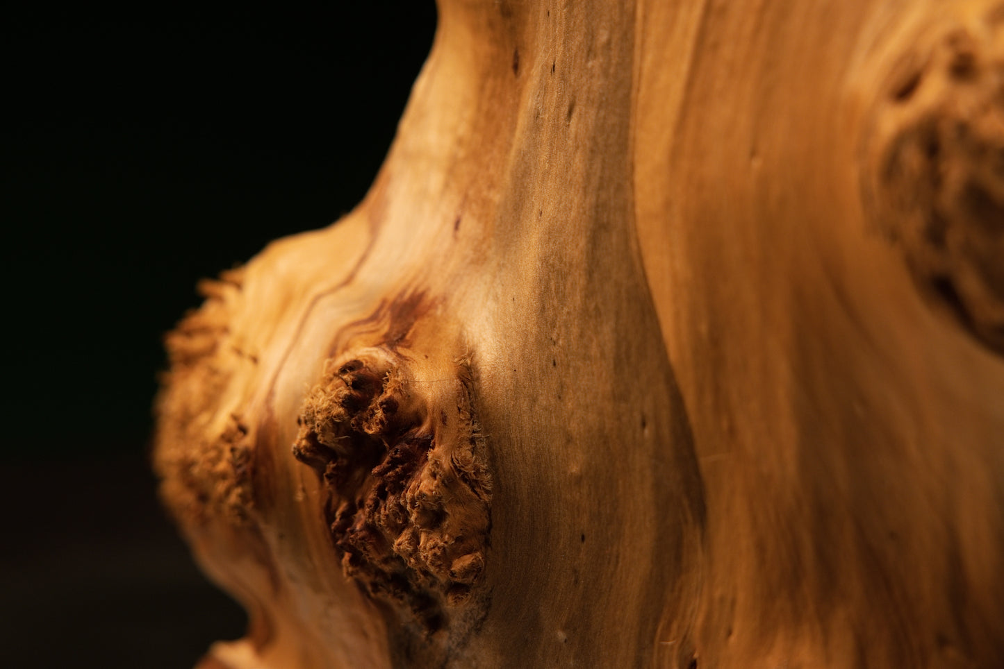 Detailed focus on the chaotic organic geometry and resin-free voids inside a completely stabilized botanical structural element.   