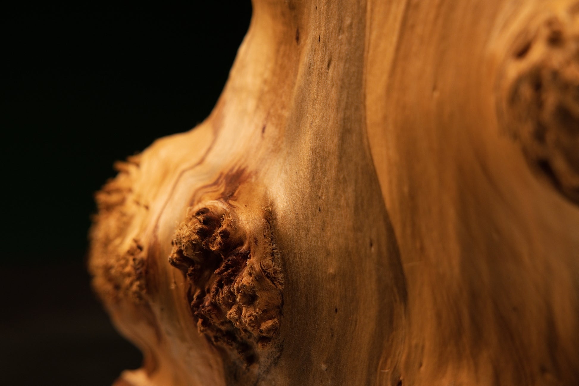 Detailed focus on the chaotic organic geometry and resin-free voids inside a completely stabilized botanical structural element.   