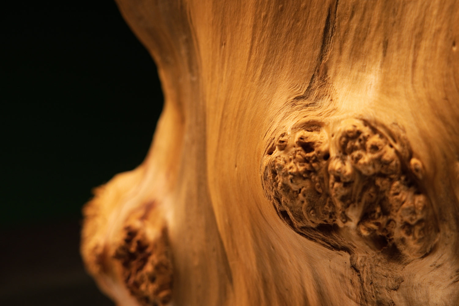 Front angled view of a relic-grade botanical wood monolith showcasing a dense burl face and smooth biophilic structural grain.   