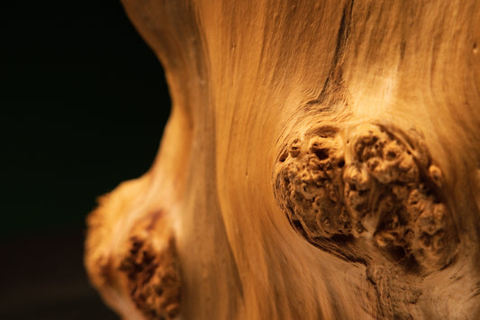 Front angled view of a relic-grade botanical wood monolith showcasing a dense burl face and smooth biophilic structural grain.   
