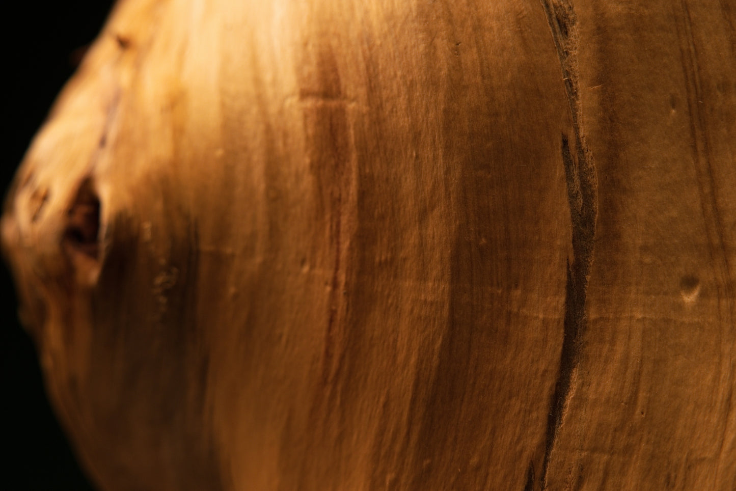 Macro photography of tight chaotic burl clusters and authentic entomological marks embedded in a biophilic structural wood face.   