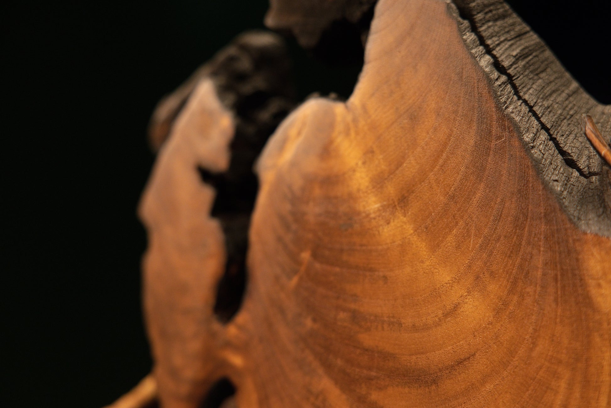 Diagonal orientation of a hand-carved natural timber display exposing a deep central cutout and irregular geometry.   