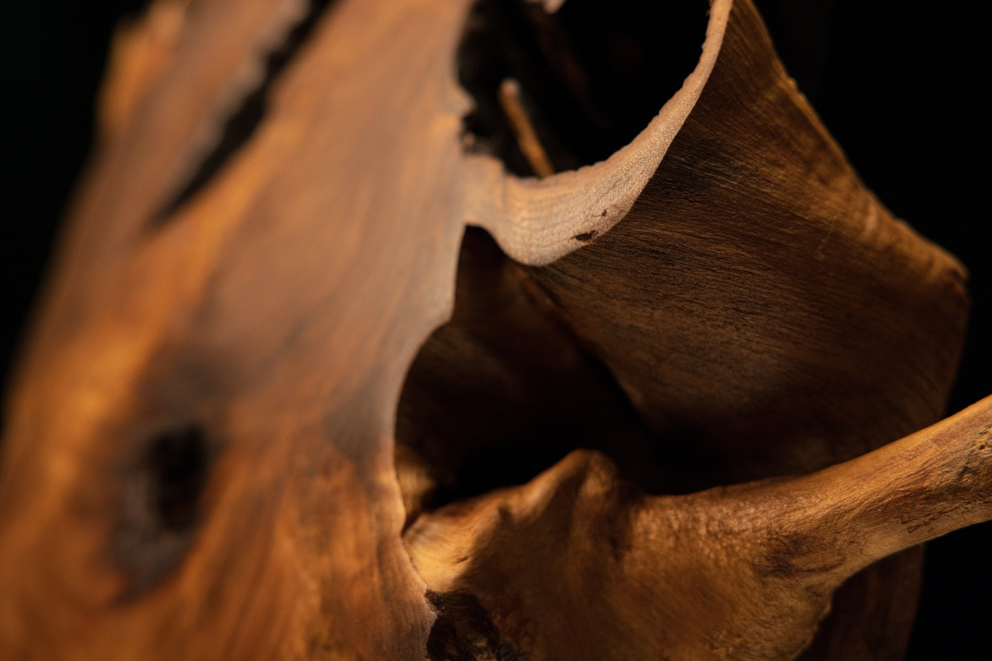 Close-up tracking the anchoring base of a wooden branch extension buried deep within a protective organic wood fissure.   