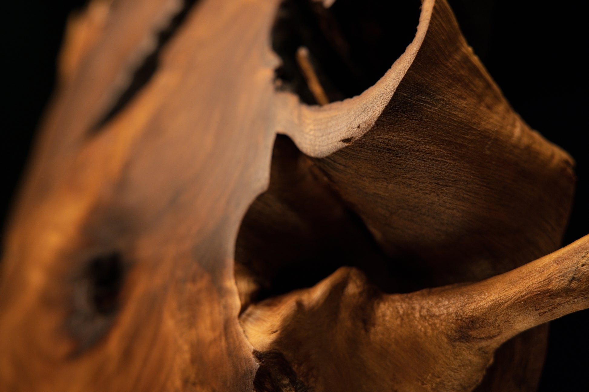 Close-up tracking the anchoring base of a wooden branch extension buried deep within a protective organic wood fissure.   