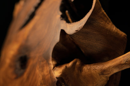 Close-up tracking the anchoring base of a wooden branch extension buried deep within a protective organic wood fissure.   
