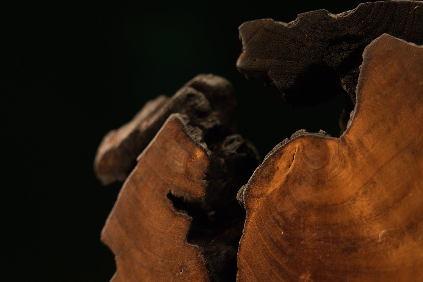 Top corner angle focusing on a dark oxidized border zone displaying dense ancient end-grain and solid structural build.   
