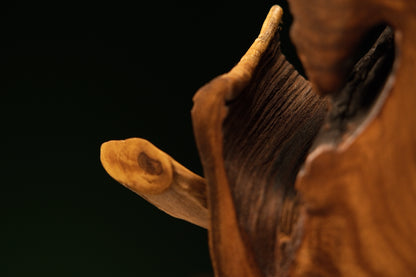 Side view capturing the stark contrast between a dark oxidized top boundary and a smooth projecting support peg.   