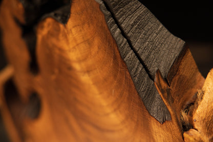 Profile perspective of a high-end display timber revealing hidden internal hollows and a smooth horizontal branch stub.   