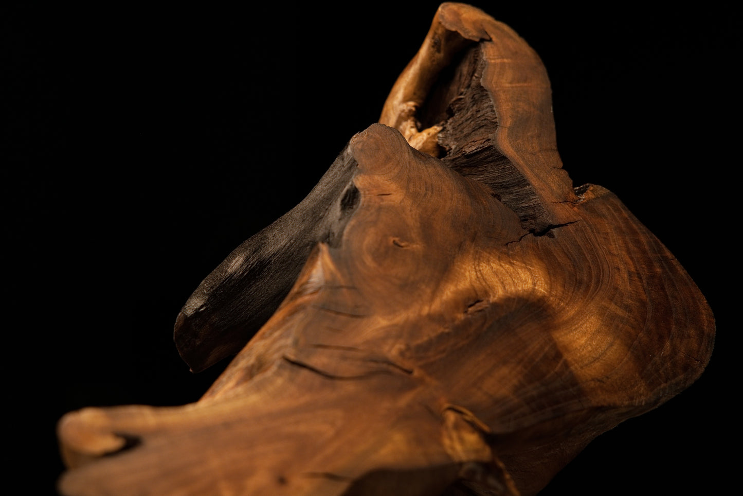 Close-up of a deep dark architectural void contrasting with sweeping smooth golden grain on a fully stabilized root crown.   