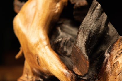 Macro perspective inside a resin-free organic wood crevice highlighting dark rugged textures and smooth botanical framing.   