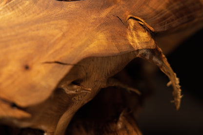 Close focus on a curved projecting root edge showcasing smooth chatoyant grain against the dark void of a biophilic monolith.   