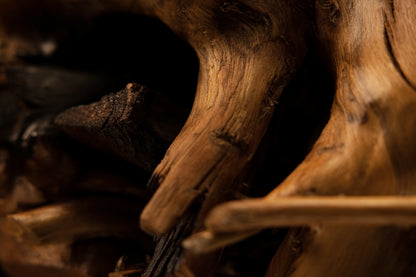 Extreme macro of a splintered structural protrusion adjacent to a deep charred cavity within a museum-grade botanical root.   