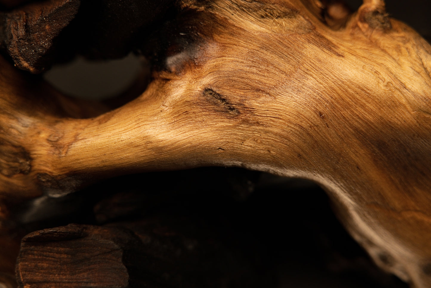 Detailed view of sweeping golden wood grain smoothly transitioning into a deep dark void on a climate-stable root structure.   