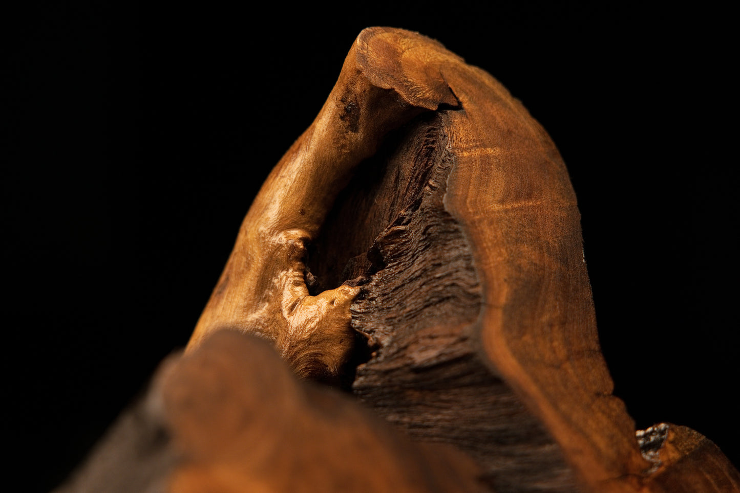 Close-up showing the dynamic contrast between a dark oxidized internal cavity and smooth golden grain on a Relic-Grade root.   