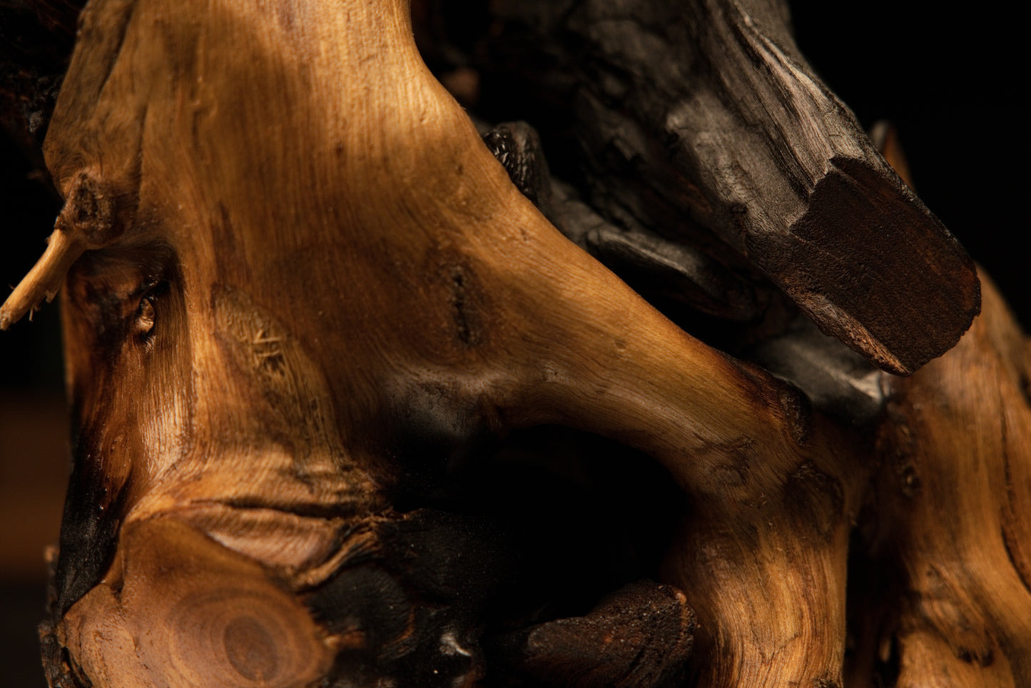 Close detail of a splintered botanical branch protruding from the smooth golden surface of a climate-proof structural root.   