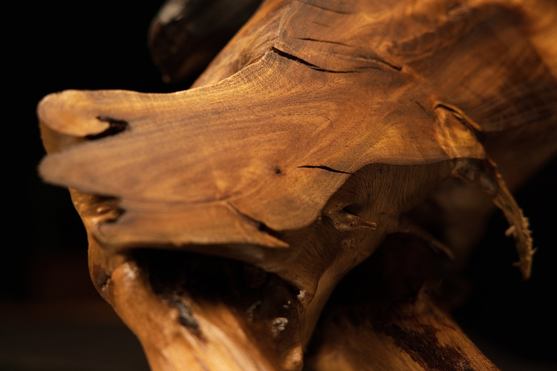 Focus on a pointed horn-like projection of smooth golden wood emerging from the chaotic mass of a relic-grade structural root.   