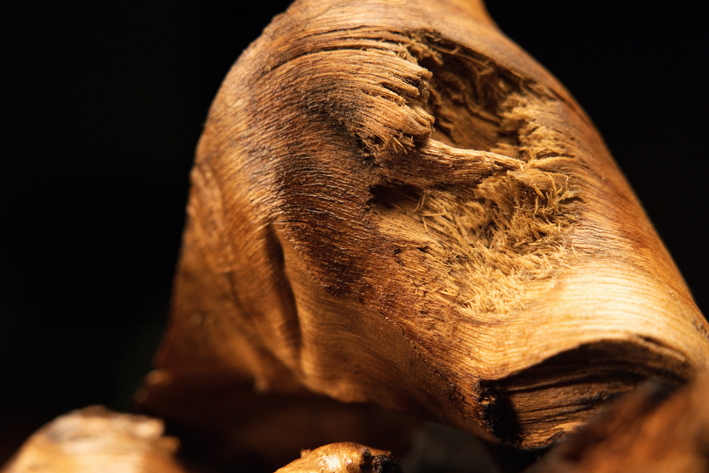 Macro detail of a jagged splintered botanical edge contrasting with the smooth sweeping grain of an investment-grade wood root.   