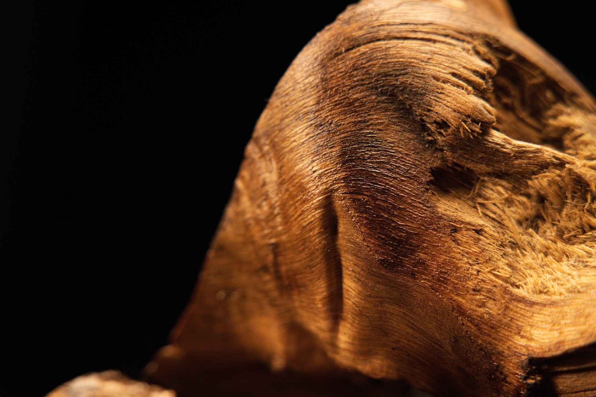 Extreme close-up of flowing wavy wood fibers curving around an organic void on a completely resin-free architectural centerpiece.   
