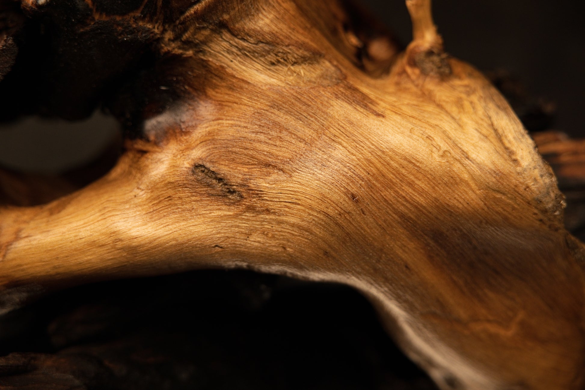 Detailed macro of tight sweeping golden grain lines and a small embedded knot on a museum-grade biophilic interior wood element.   