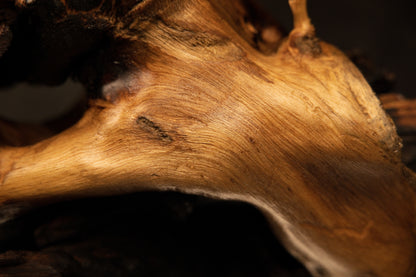 Detailed macro of tight sweeping golden grain lines and a small embedded knot on a museum-grade biophilic interior wood element.   