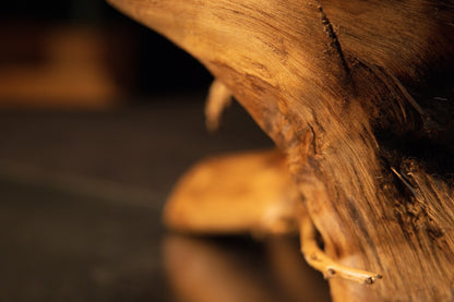 Close-up of a protruding root base resting perfectly flat on a horizontal surface demonstrating absolute dimensional stability.   