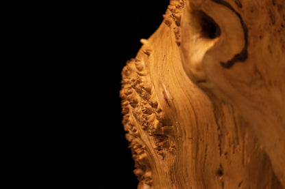 Extreme close-up framing a highly prominent organic burl knot positioned along the raw edge of a completely resin-free timber element.   