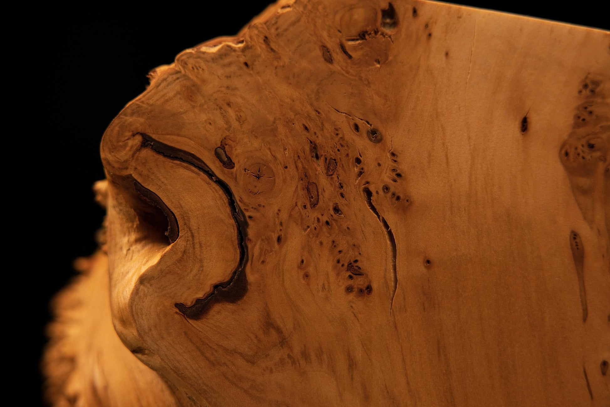 Detailed macro view of the smooth polished flat face on a botanical structural wood block showing scattered dark organic inclusions.   
