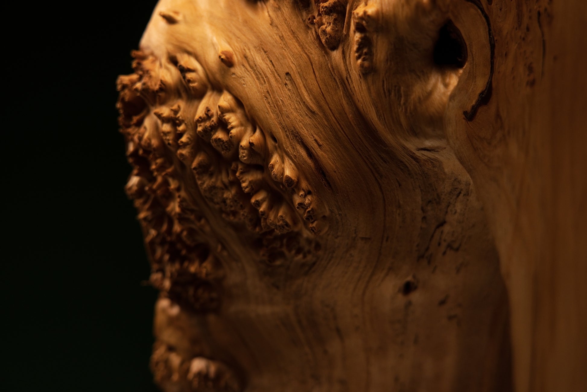 Macro study highlighting a highly textured burl protrusion extending outward from the wavy border of an elite architectural log.   