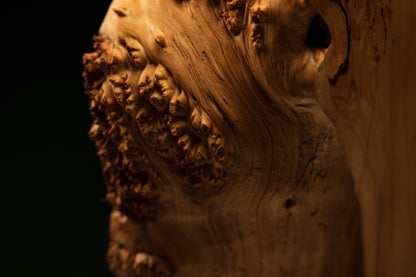 Macro study highlighting a highly textured burl protrusion extending outward from the wavy border of an elite architectural log.   