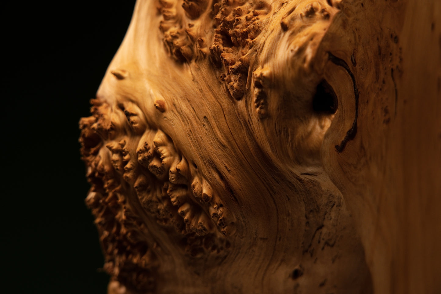 Extreme macro study of a heavily sculpted botanical burl face displaying deep natural shadow hollows and ultimate structural integrity.   