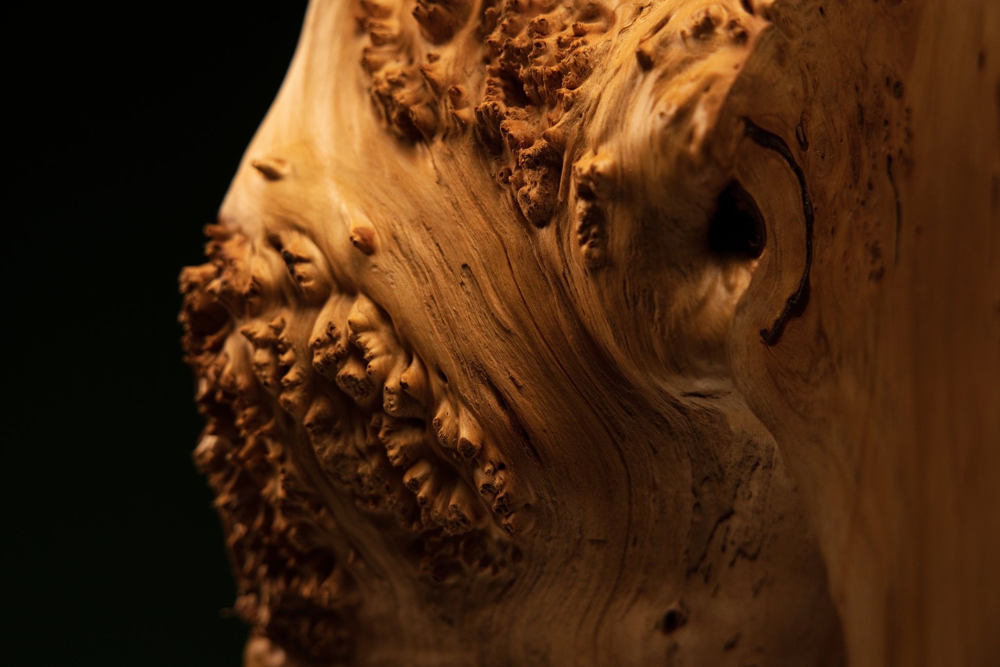 Extreme macro study of a heavily sculpted botanical burl face displaying deep natural shadow hollows and ultimate structural integrity.   