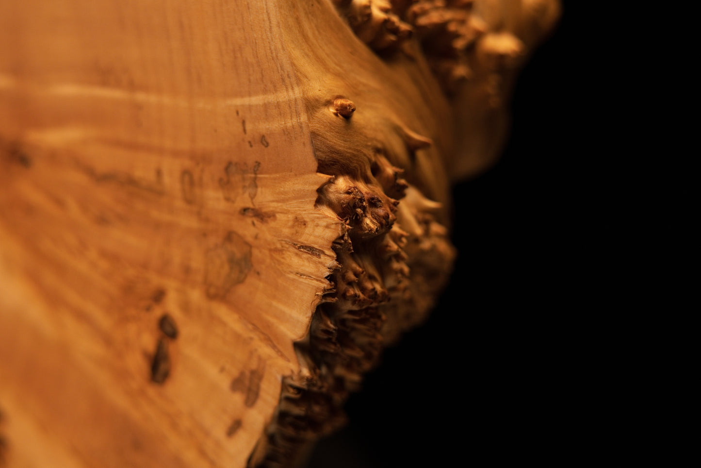 Close-up perspective tracing the sharp boundary where flowing golden grain meets a dense amber burl cluster on a stable timber block.   